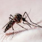 sao-paulo-atinge-900-mil-casos-de-dengue,-cerca-de-25%-dos-registros-no-brasil