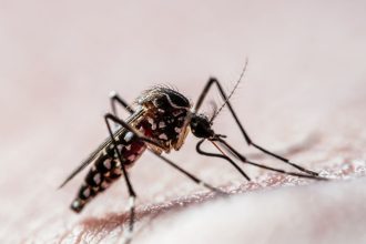 sao-paulo-atinge-900-mil-casos-de-dengue,-cerca-de-25%-dos-registros-no-brasil