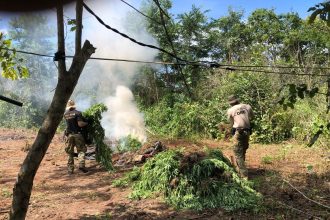 pf-destroi-7-mil-pes-de-maconha-em-operacao-contra-o-plantio-ilegal-em-terras-indigenas-no-ma