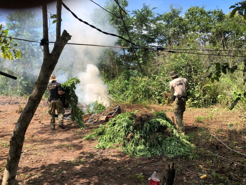 pf-destroi-7-mil-pes-de-maconha-em-operacao-contra-o-plantio-ilegal-em-terras-indigenas-no-ma