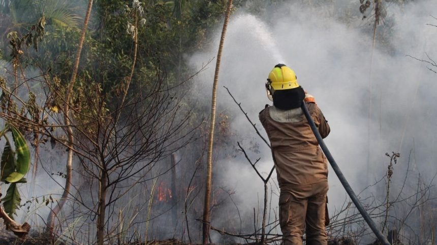 em-dois-meses,-bombeiros-combateram-mais-de-4.200-focos-de-incendios-no-amazonas