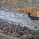 seca-no-pantanal:-cameras-flagram-animais-em-busca-de-agua