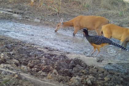 seca-no-pantanal:-cameras-flagram-animais-em-busca-de-agua