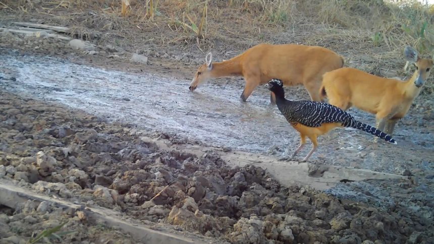 seca-no-pantanal:-cameras-flagram-animais-em-busca-de-agua