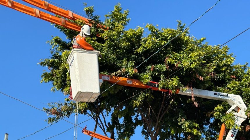 apos-apagoes,-enel-promete-dobrar-podas-de-arvores-em-sao-paulo