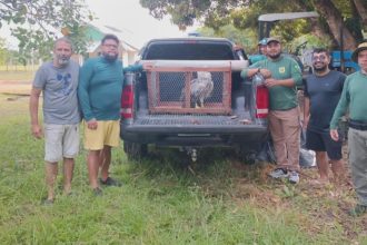 operacao-resgata-gaviao-real-apos-choque-com-fiacao-no-para