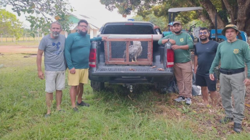 operacao-resgata-gaviao-real-apos-choque-com-fiacao-no-para