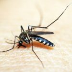 mosquito-e-o-animal-que-mais-mata-no-mundo;-veja-os-cuidados