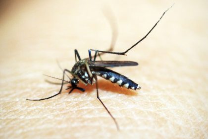 mosquito-e-o-animal-que-mais-mata-no-mundo;-veja-os-cuidados