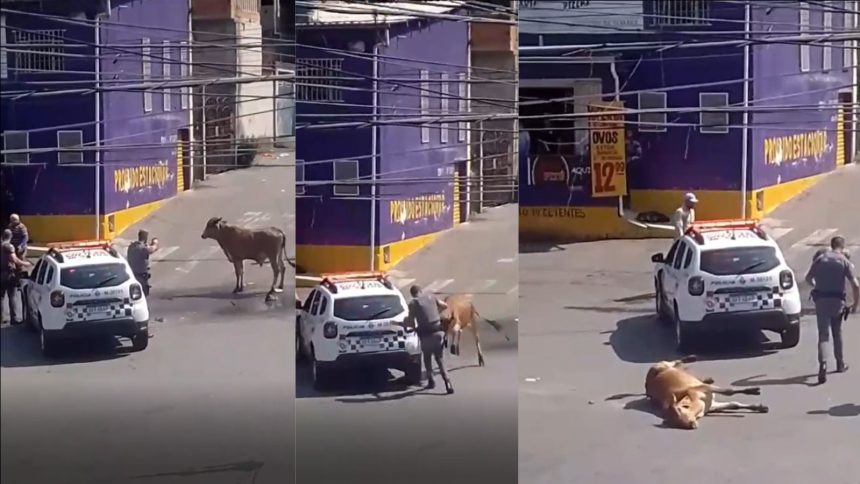 boi-e-baleado-e-morto-por-pm-em-rua-da-cidade-de-maua,-na-grande-sp