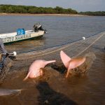 pesquisadores-capturam-botos-amazonicos-ameacados-pela-seca-para-estudar-impacto-de-mudancas-climaticas