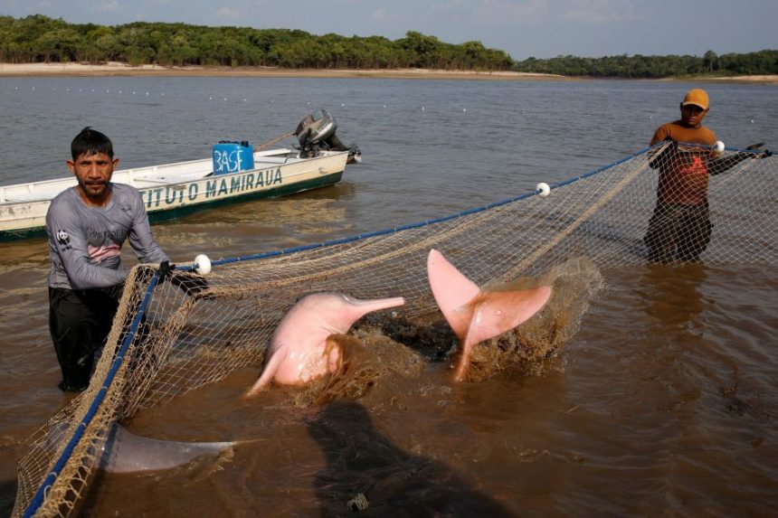 pesquisadores-capturam-botos-amazonicos-ameacados-pela-seca-para-estudar-impacto-de-mudancas-climaticas