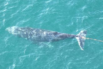 baleia-presa-em-rede-de-pesca-e-libertada-no-porto-de-sydney