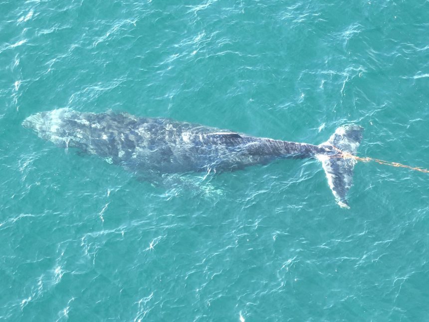 baleia-presa-em-rede-de-pesca-e-libertada-no-porto-de-sydney