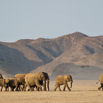 namibia-planeja-abater-723-animais-selvagens-para-alimentar-populacao