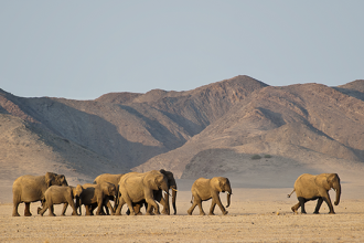 namibia-planeja-abater-723-animais-selvagens-para-alimentar-populacao