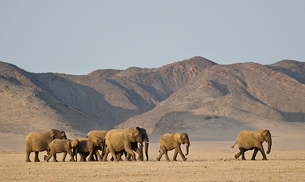 namibia-planeja-abater-723-animais-selvagens-para-alimentar-populacao