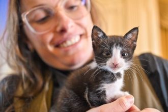 rs-anuncia-plano-de-parceria-com-abrigos-para-caes-e-gatos-afetados-pelas-enchentes