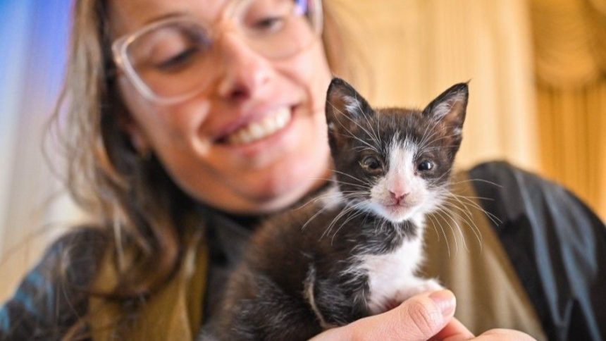 rs-anuncia-plano-de-parceria-com-abrigos-para-caes-e-gatos-afetados-pelas-enchentes