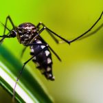 queda-de-casos-de-dengue-no-brasil-deve-se-manter-ate-fim-de-novembro