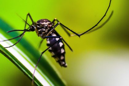 queda-de-casos-de-dengue-no-brasil-deve-se-manter-ate-fim-de-novembro