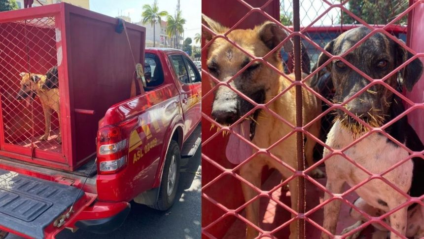 cachorros-ficam-feridos-apos-ataque-a-ourico-cacheiro-em-minas-gerais