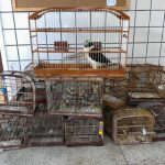 policia-prende-homens-com-31-aves-silvestres-e-30-gaiolas-no-sao-lourenco