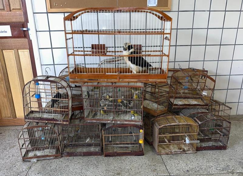 policia-prende-homens-com-31-aves-silvestres-e-30-gaiolas-no-sao-lourenco