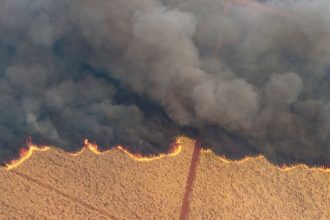 sobe-para-11-o-numero-de-presos-envolvidos-em-incendios-de-vegetacao-em-sp