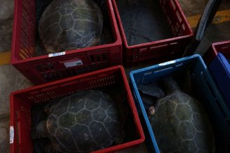 qualidade-da-agua-melhora-e-tartarugas-marinhas-da baia-de-guanabara-estao-mais-saudaveis