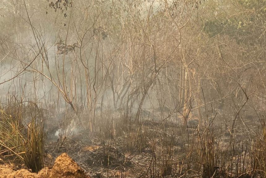 homem-e-preso-apos-provocar-incendio-em-mata-no-para