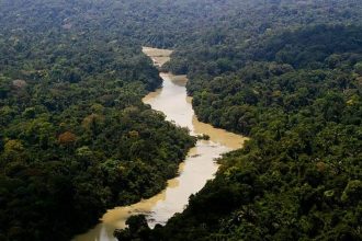 dia-da-amazonia:-familias-criam-modelo-de-negocio-com-restauracao