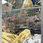 ratos-infectados-acendem-alerta-para-surto-de-meningite-em-nova-iguacu-(rj)