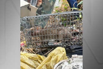 ratos-infectados-acendem-alerta-para-surto-de-meningite-em-nova-iguacu-(rj)