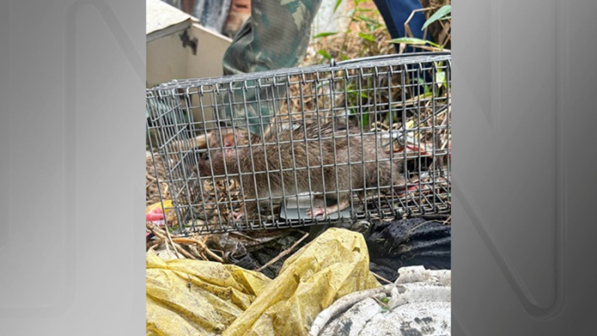 ratos-infectados-acendem-alerta-para-surto-de-meningite-em-nova-iguacu-(rj)