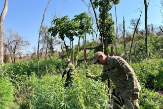 pf-destroi-153-toneladas-de-maconha-em-operacao-na-fronteira-com-paraguai