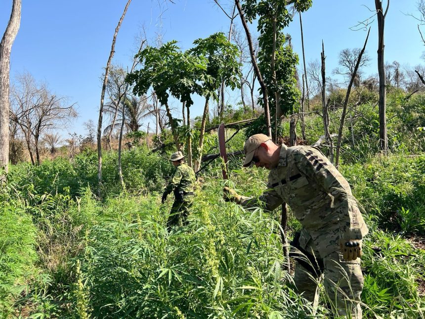 pf-destroi-153-toneladas-de-maconha-em-operacao-na-fronteira-com-paraguai