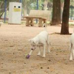 cachorro-tera-direito-a-pensao-alimenticia-para-tratar-doenca,-diz-justica-de-mg