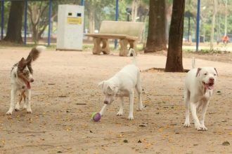 cachorro-tera-direito-a-pensao-alimenticia-para-tratar-doenca,-diz-justica-de-mg