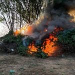 policia-militar-incinera-30-mil-pes-de-maconha-no-sertao-de-pernambuco