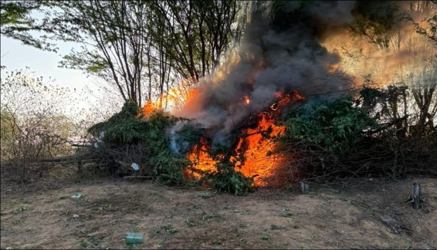 policia-militar-incinera-30-mil-pes-de-maconha-no-sertao-de-pernambuco