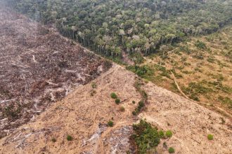 quase-40%-da-parte-mais-vital-da-floresta-amazonica-nao-esta-protegida,-aponta-ong