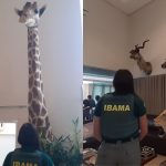 girafa,-bufalo-e-leao:-ibama-apreende-animais-empalhados-em-casa-de-cacador