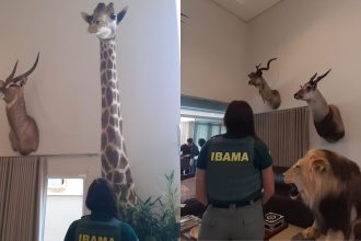 girafa,-bufalo-e-leao:-ibama-apreende-animais-empalhados-em-casa-de-cacador