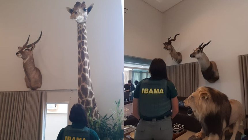 girafa,-bufalo-e-leao:-ibama-apreende-animais-empalhados-em-casa-de-cacador