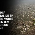 governo-de-sp-retira-500-kg-de-peixes-encontrados-mortos-na-represa-billings