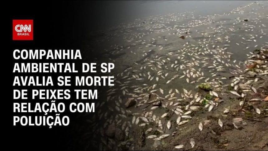 governo-de-sp-retira-500-kg-de-peixes-encontrados-mortos-na-represa-billings