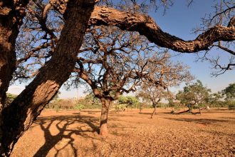 fogo-faz-parte-do-bioma-cerrado,-diz-ex-ministro-da-agricultura-a-cnn