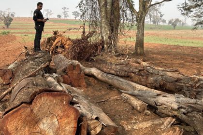 multa-ambiental-de-mais-de-r$-400-mil-e-aplicada-apos-denuncia-anonima-no-pr