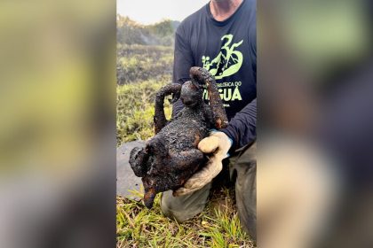 bicho-preguica-e-encontrado-carbonizado-apos-incendio-no-rio-de-janeiro